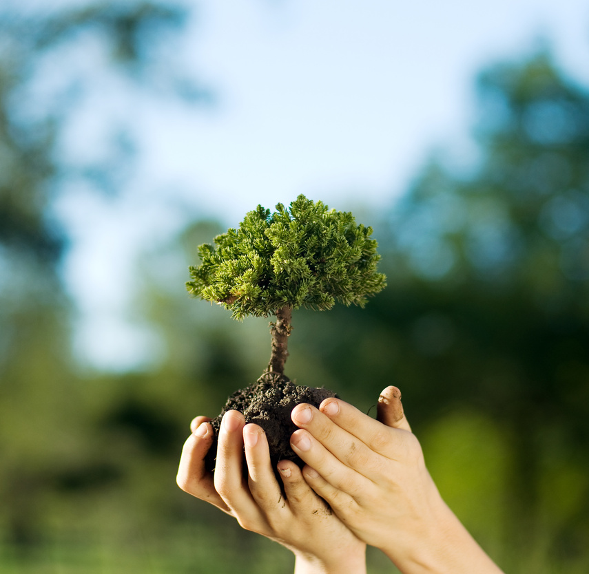 caring for trees and the environment